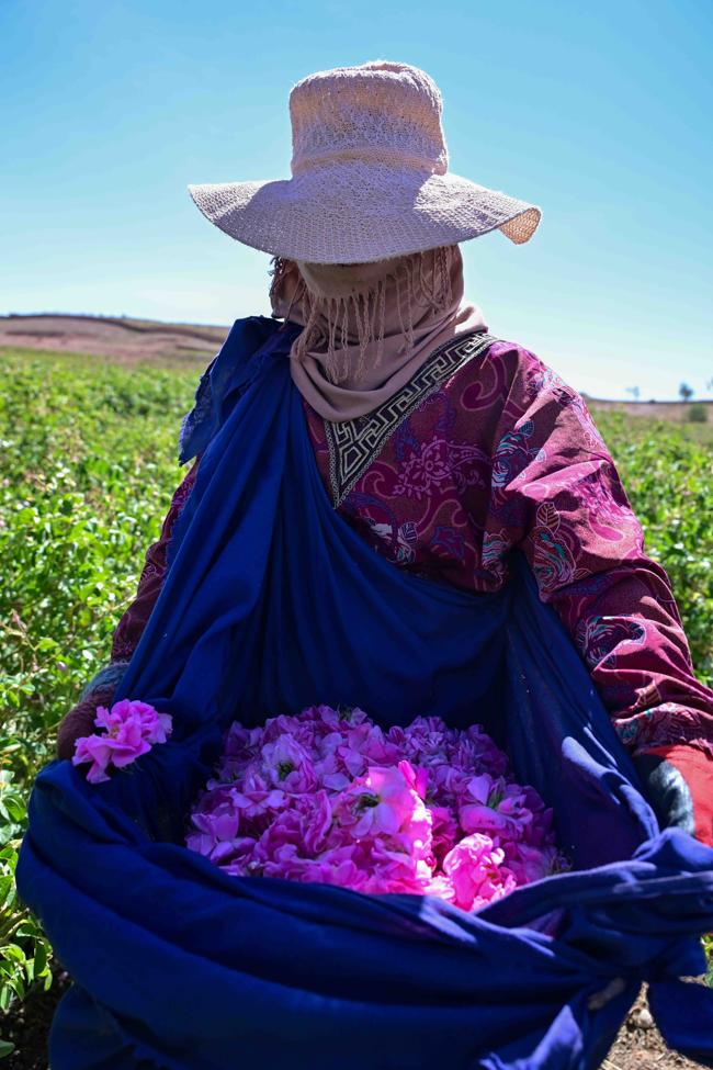 Uno de los coleccionistas marroquíes de Rosa Damascena muestra la cantidad recogida en su bolso.